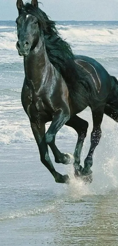 Black horse galloping by the sea on a beach with waves in the background.