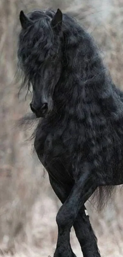 Majestic black horse in forest wallpaper.