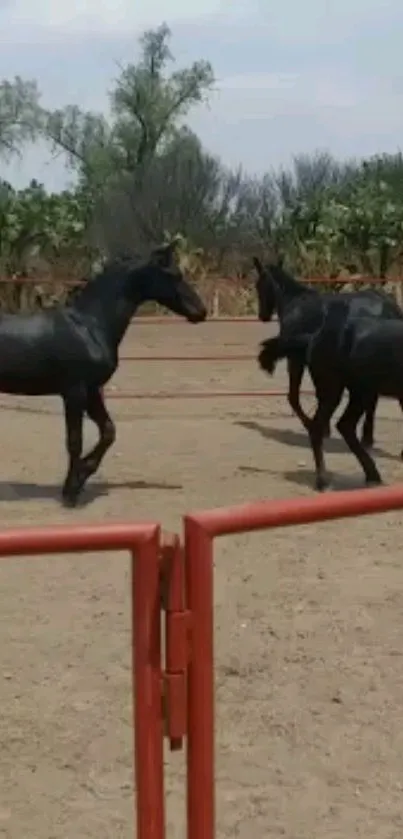 Black horses standing in a paddock with natural greenery.