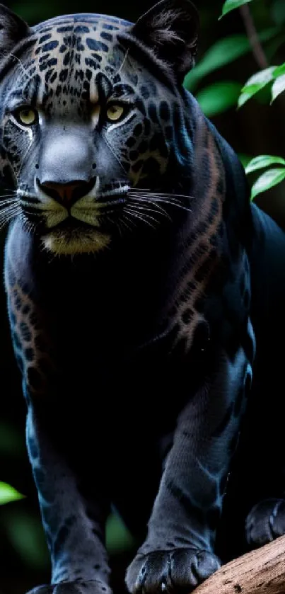 Majestic black jaguar with piercing eyes in the jungle, surrounded by green leaves.