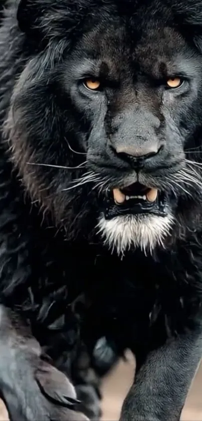 Majestic black lion with intense gaze in striking wallpaper.