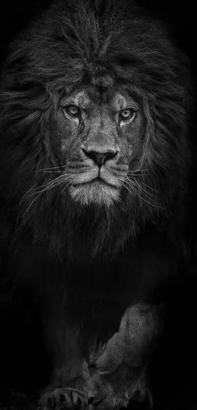 Majestic black lion in striking pose on dark background wallpaper.