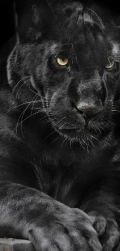 Majestic black panther with intense gaze on a dark background.