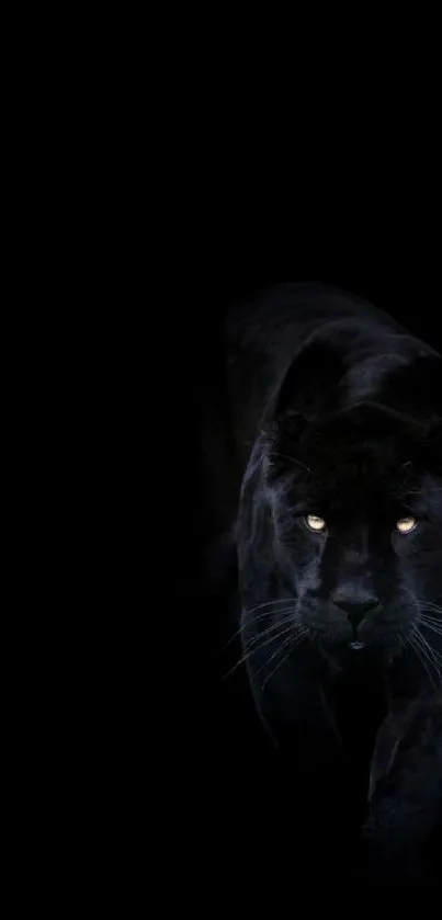 Majestic black panther in dark wallpaper.