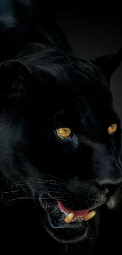 Close-up of a fierce black panther with piercing eyes on a dark background.