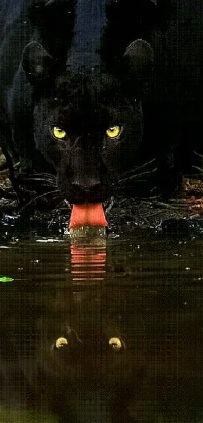 Black panther drinking water mobile wallpaper showcasing nature's elegance.