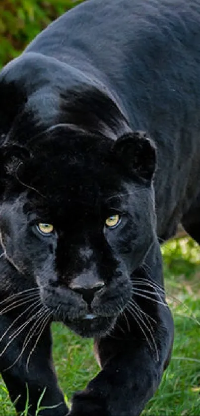 A majestic black panther stalking through a lush green landscape.
