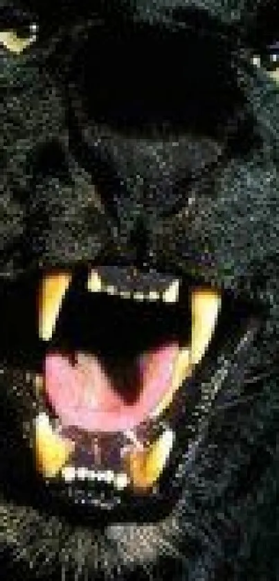 Close-up wallpaper of a roaring black panther with fierce eyes and exposed fangs.