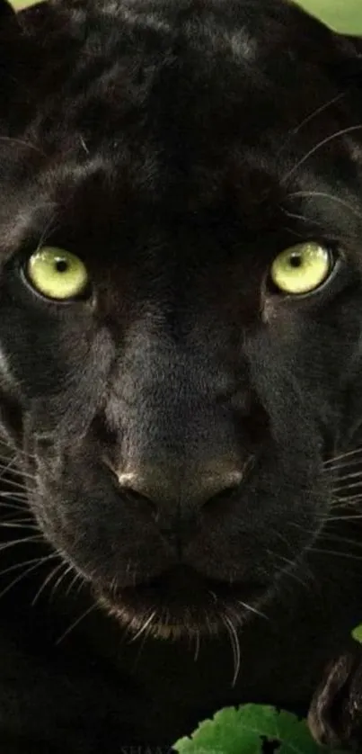 Close-up of black panther with vivid green eyes, ideal as a mobile wallpaper.