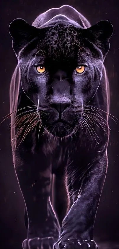 Black panther staring intensely, showcasing elegance and strength.