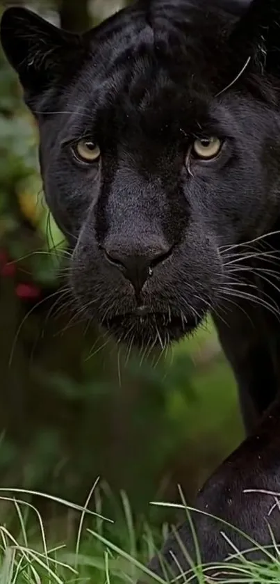 Close-up of a majestic black panther in the wild, showcasing its intense gaze.