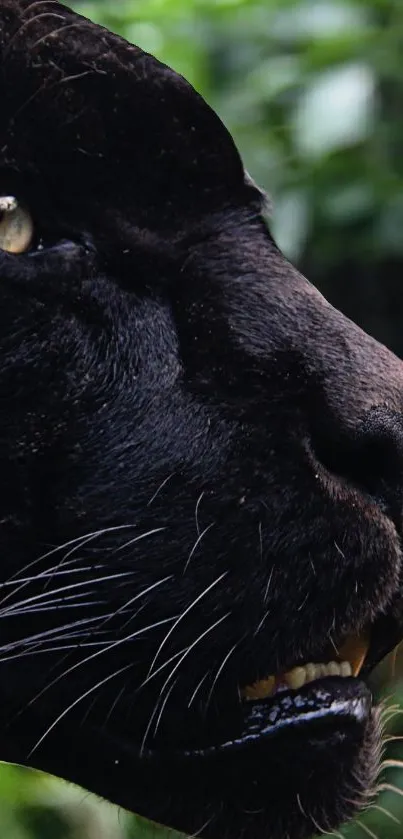 Close-up of a black panther with intense gaze in a lush setting.