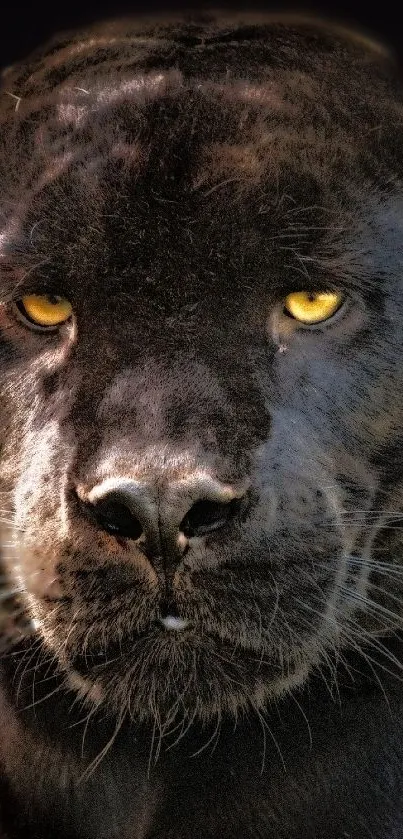 Close-up of a majestic black panther with glowing eyes.