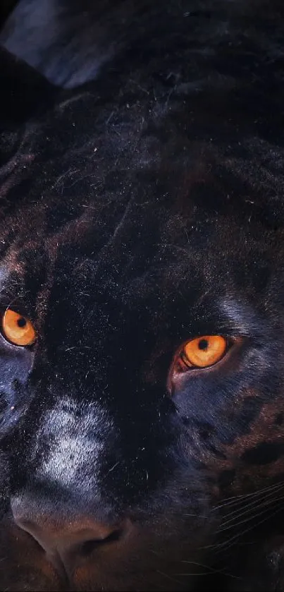 Majestic black panther with orange eyes on a mobile wallpaper.