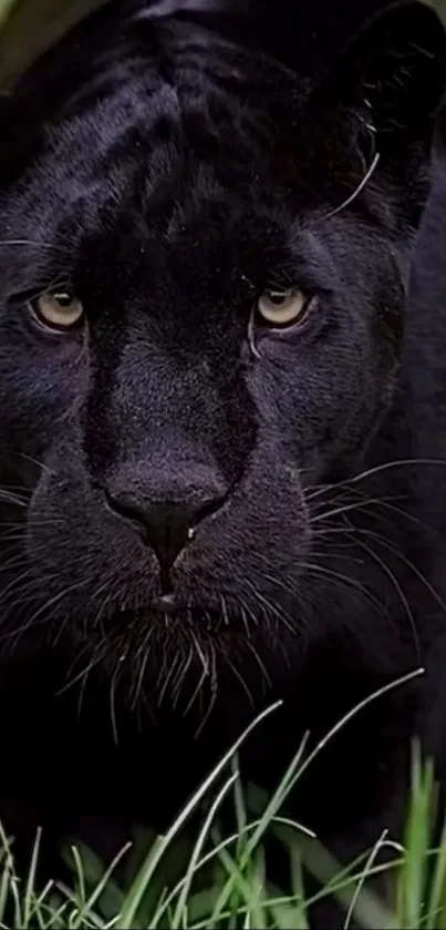 Majestic black panther in natural setting.