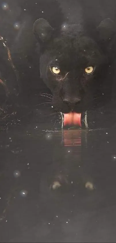 Black panther drinking at nighttime, captivating wildlife wallpaper.