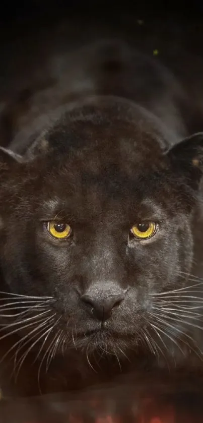 Stunning black panther with piercing yellow eyes on a dark background.