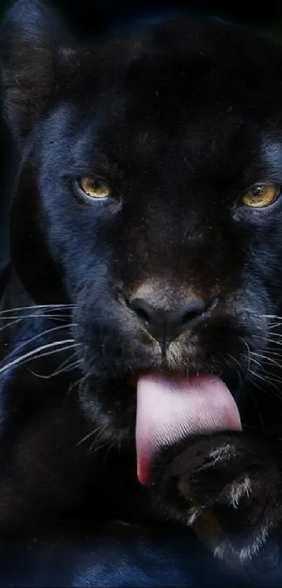 Black panther licking paw with intense eyes.