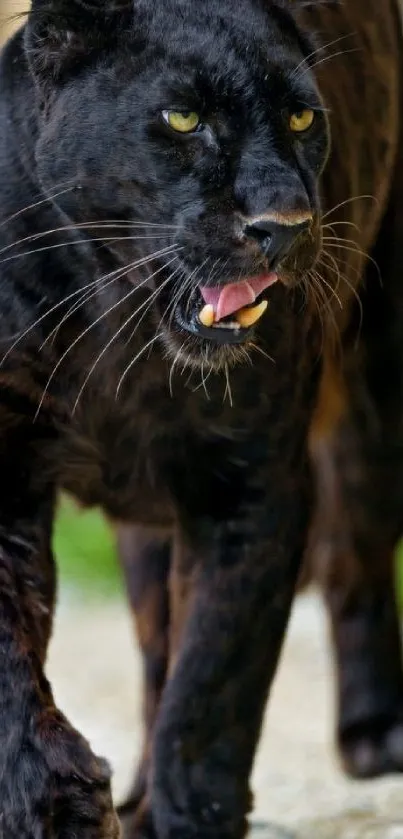 Majestic black panther walking through nature, showcasing elegance in wildlife.