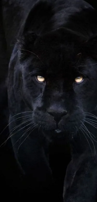 Majestic black panther with piercing eyes.