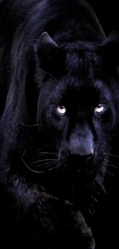 Black panther in a dark setting, captivating gaze.