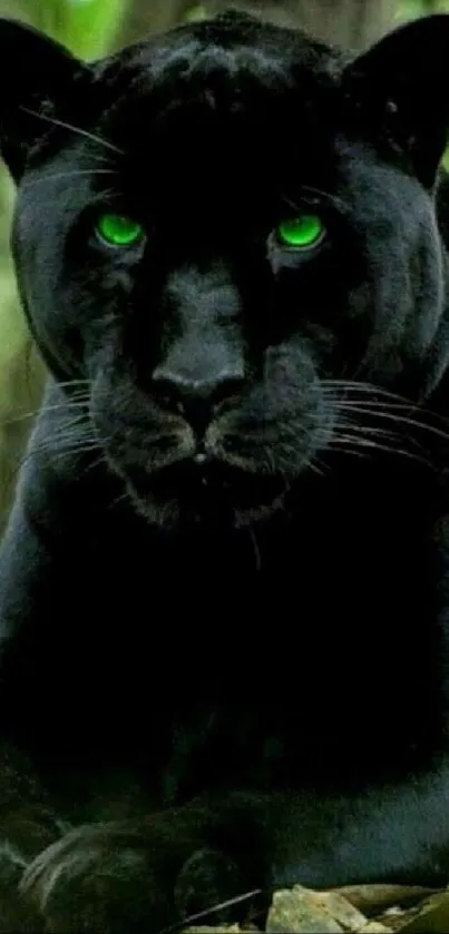 Black panther with striking green eyes in the jungle, perfect for mobile wallpaper.