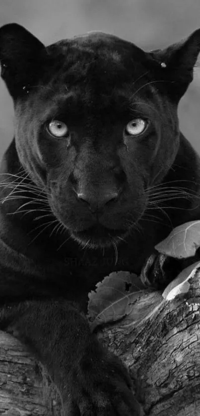 Black panther staring intensely from a monochrome background.