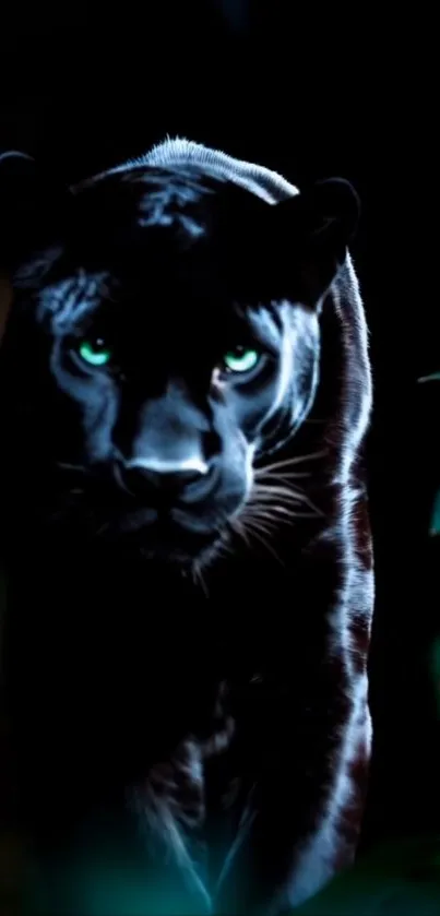 Mysterious black panther in the dark jungle.