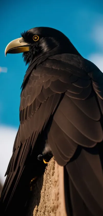 Black raven perched with blue sky background, capturing elegance and mystery.