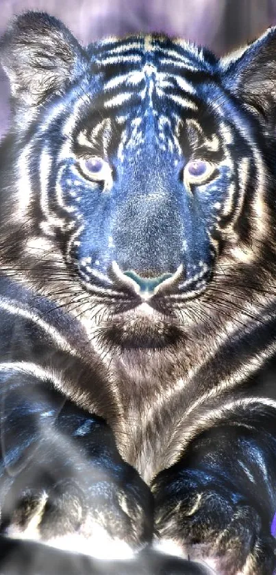 Majestic black tiger with blue eyes in a striking pose.