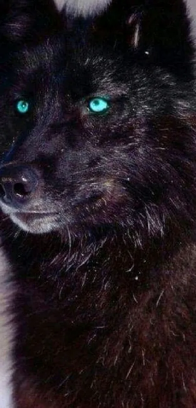 Black wolf with blue eyes mobile wallpaper.