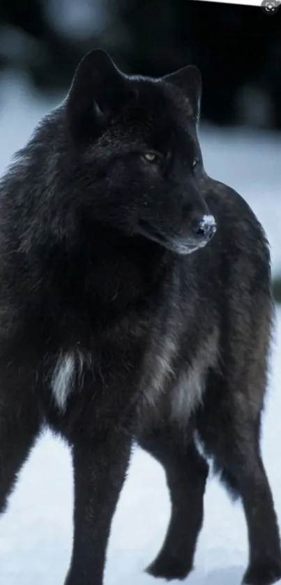 Majestic black wolf standing on snow.