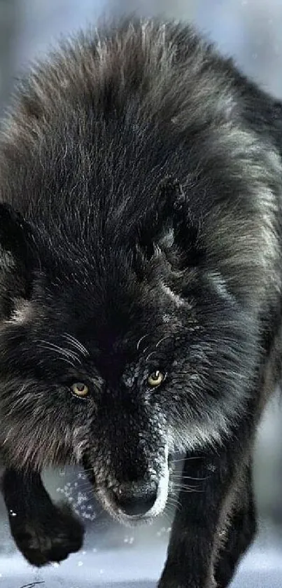 Majestic black wolf with piercing eyes in a forest setting.