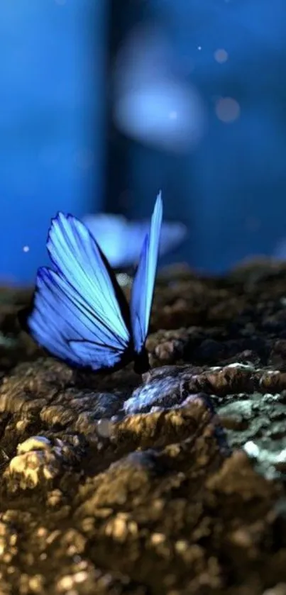 Blue butterfly resting on a rock, surrounded by natural beauty.