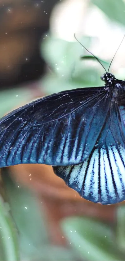 Close-up of a blue butterfly on a leafy background.