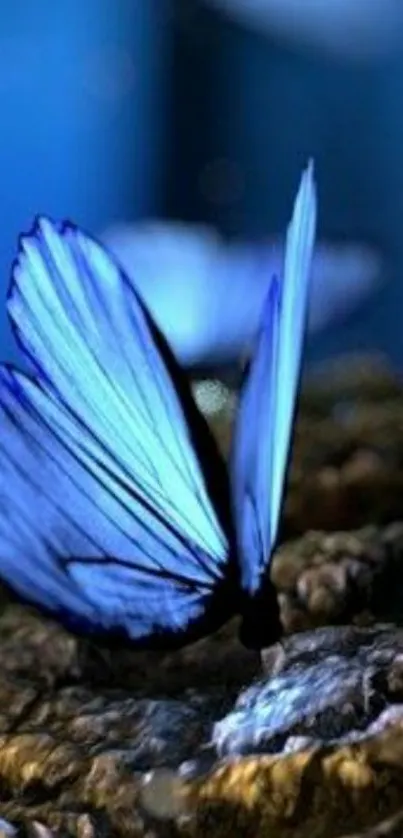 Majestic blue butterfly resting on a textured surface, exuding tranquility.