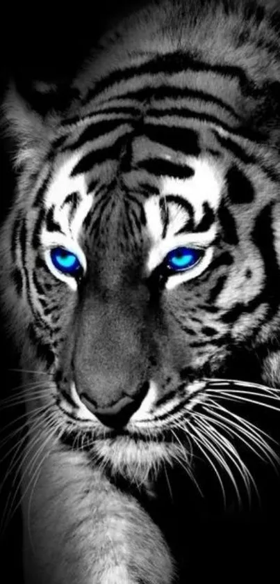 Black and white tiger with piercing blue eyes.