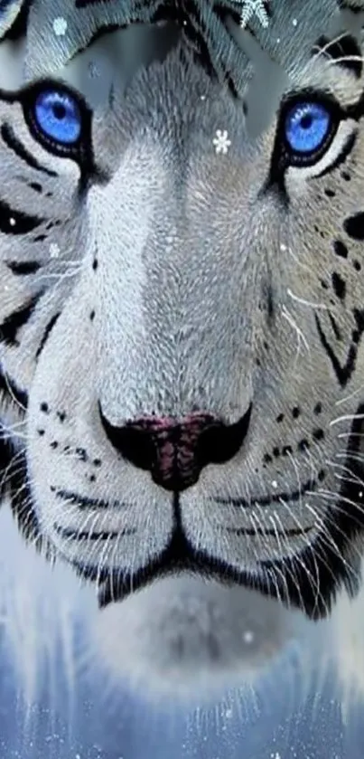 Blue-eyed tiger with snowflakes in a captivating mobile wallpaper.