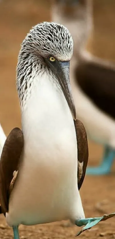 Blue-footed Booby walking with grace, displaying vibrant blue feet.