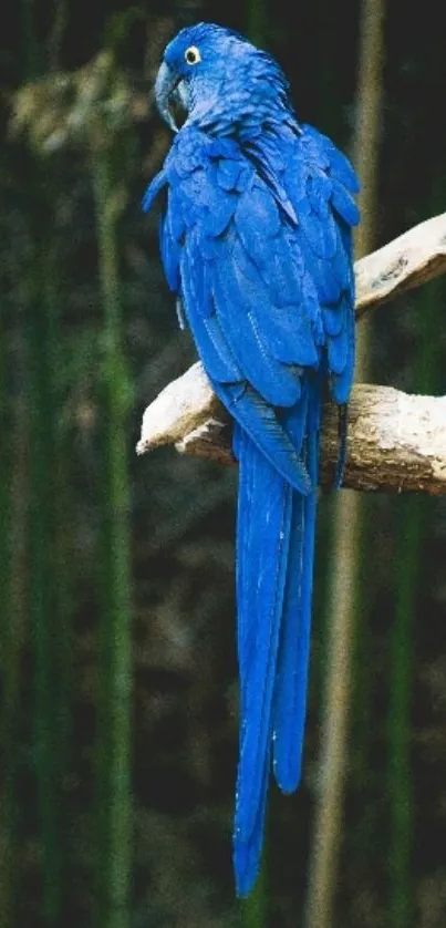 Blue macaw perched on branch in nature.