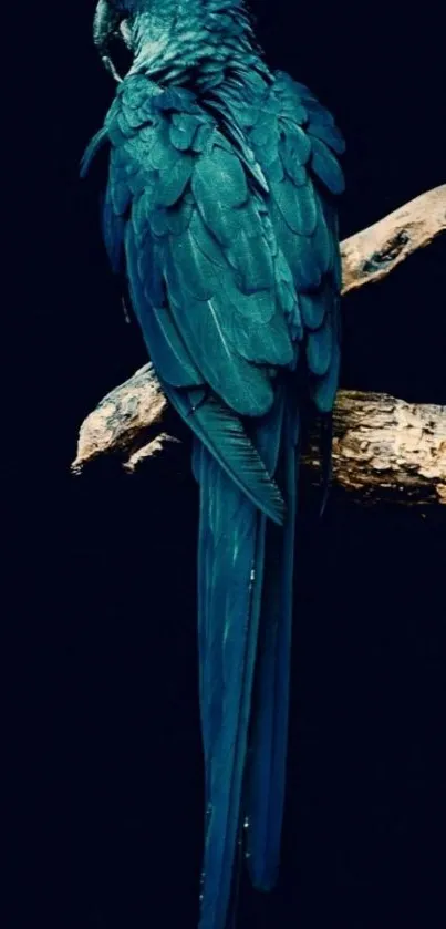 Teal blue parrot perched on branch in dark background.