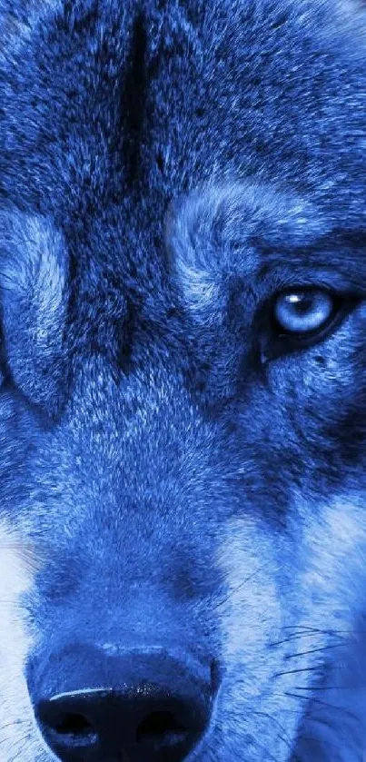 Blue-toned closeup of a wolf's face with piercing eyes for mobile wallpaper.