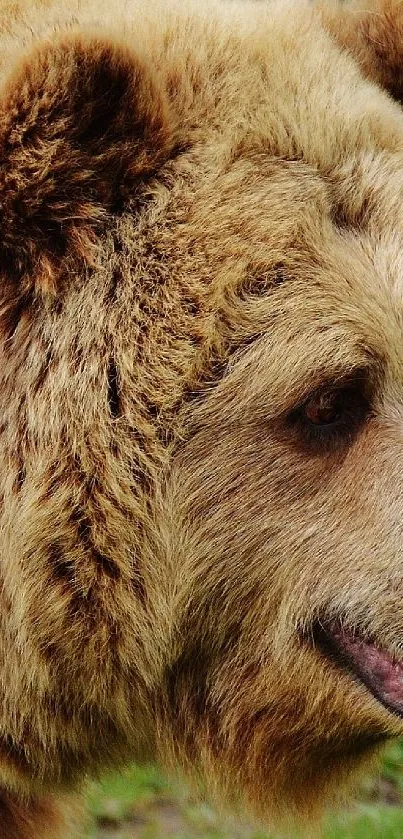 Majestic brown bear in nature, close-up on its face with a natural backdrop.