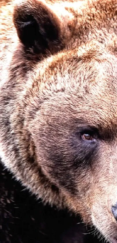 Close-up of a majestic brown bear in the wild.