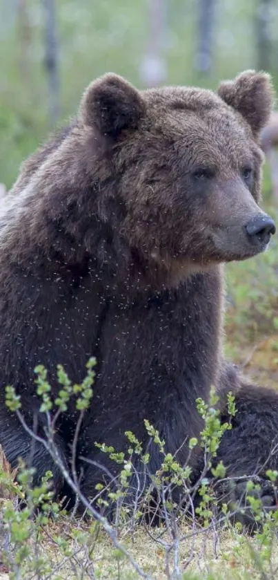 Majestic brown bear in a lush forest setting wallpaper.