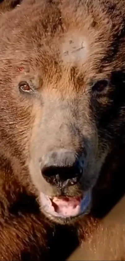 Close-up of a majestic brown bear in the wilderness, perfect for wildlife wallpaper.