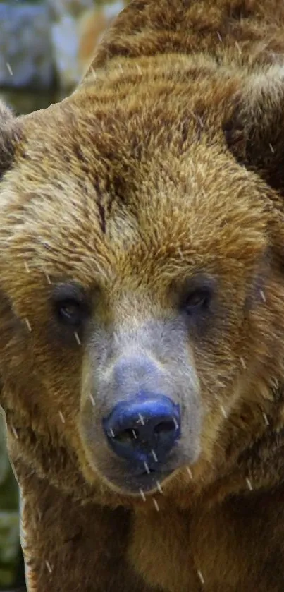 Close-up of a majestic brown bear with rain droplets on the fur.