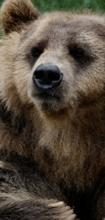 Majestic brown bear resting in forest.