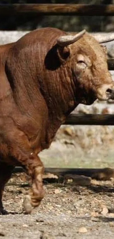 Majestic brown bull standing in natural setting.