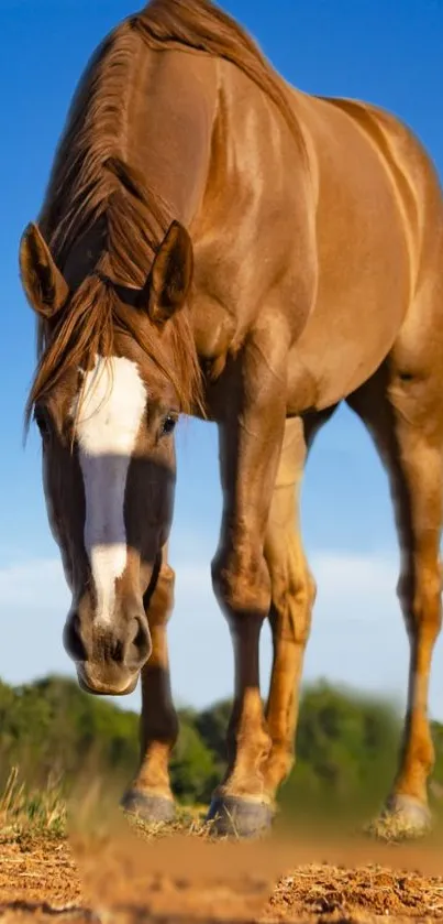 Majestic brown horse standing gracefully in a field with a clear blue sky backdrop.